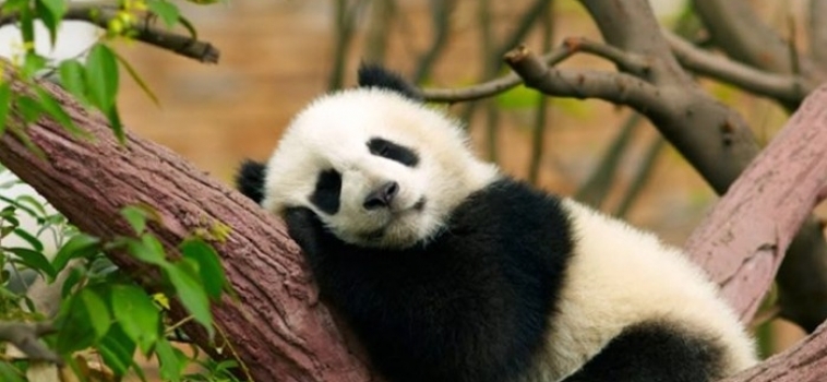 Gestione di portafoglio: elogio della pigrizia.