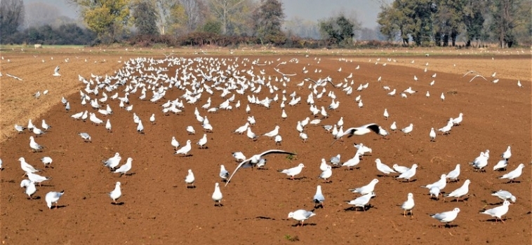 Paura buona Paura cattiva