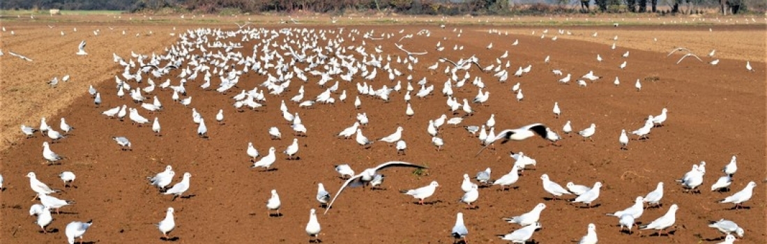 Paura buona Paura cattiva